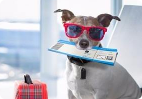 青青草手机在线